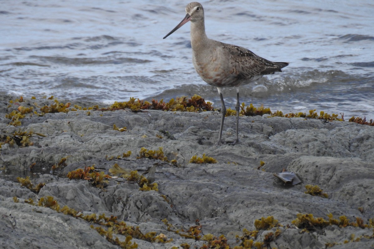 Hudsonian Godwit - ML642076161