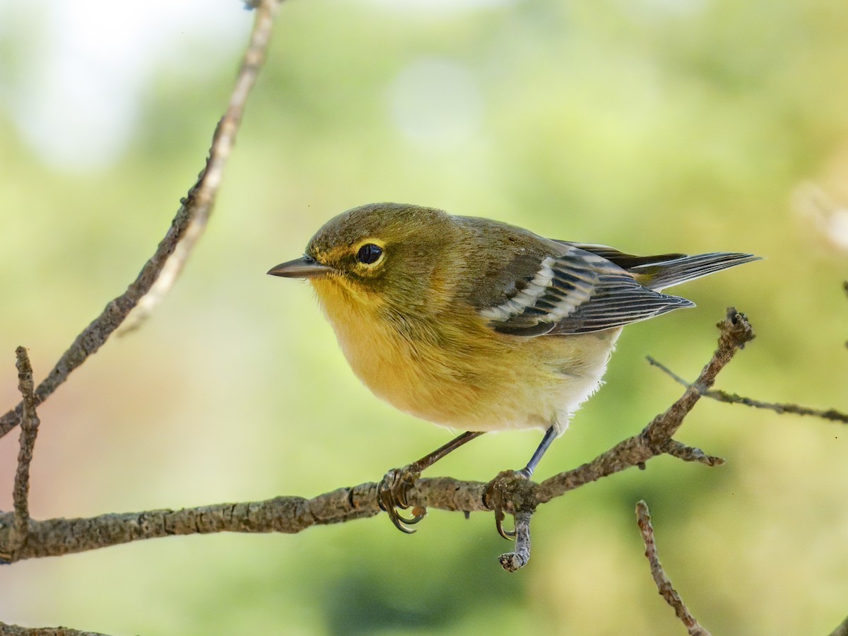 Pine Warbler - ML642076165