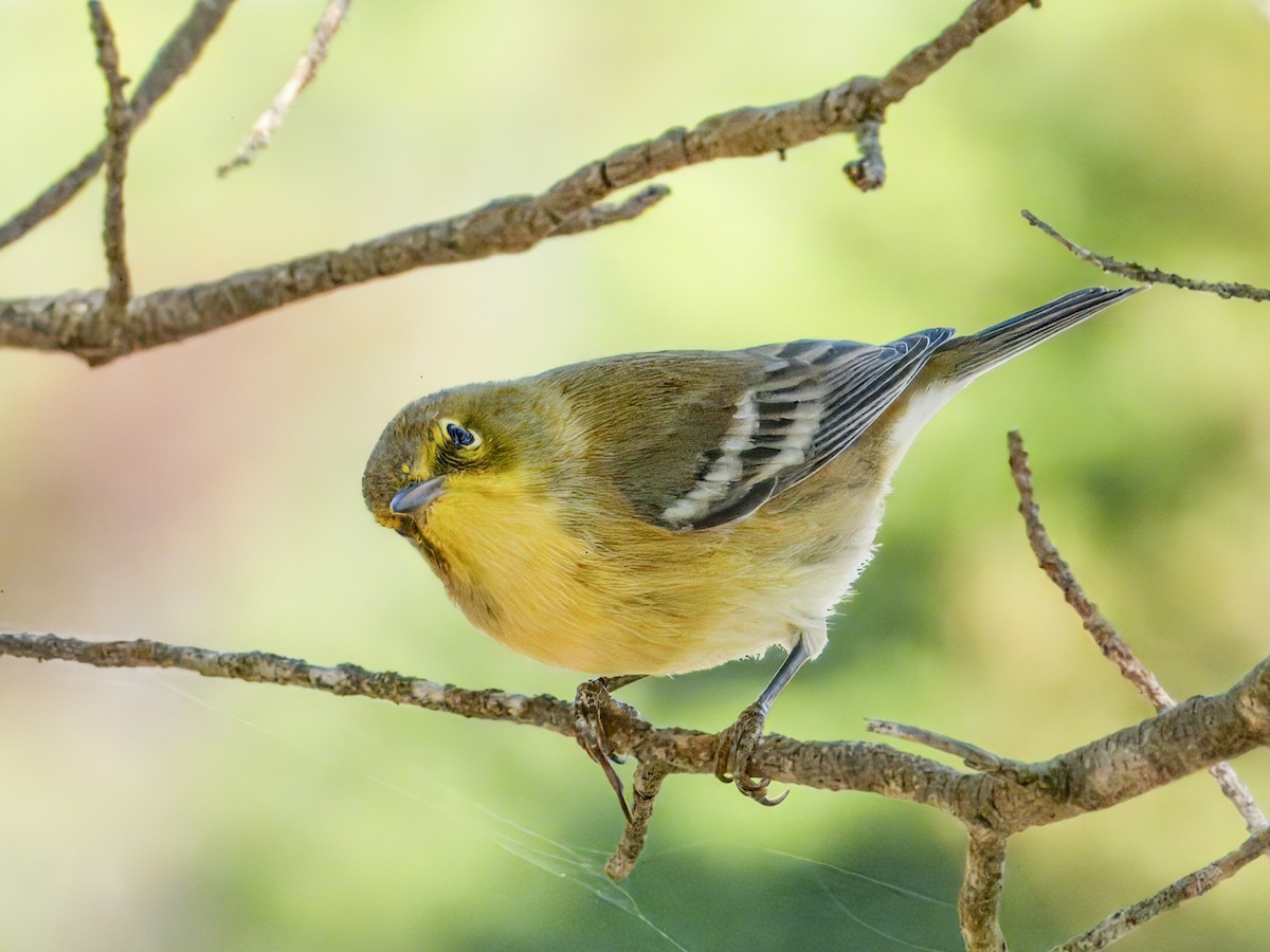 Pine Warbler - ML642076166