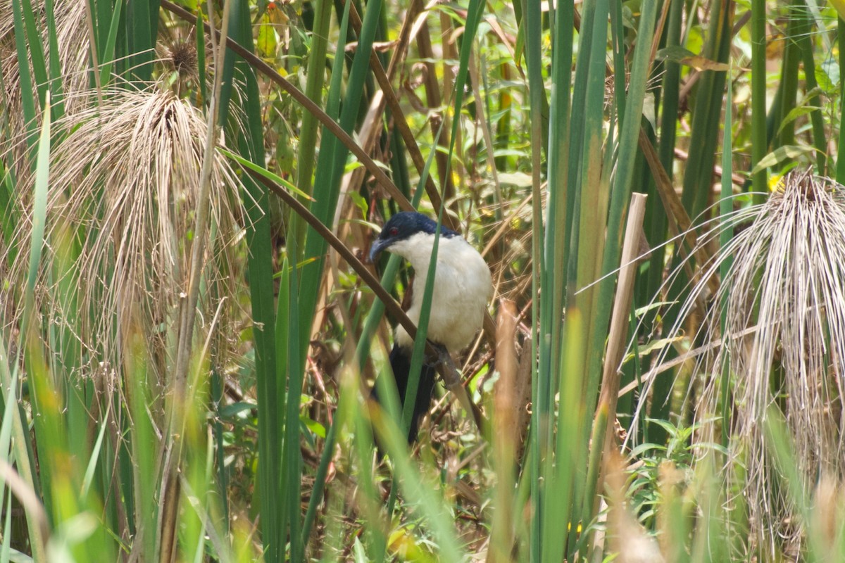 Blue-headed Coucal - ML642076168