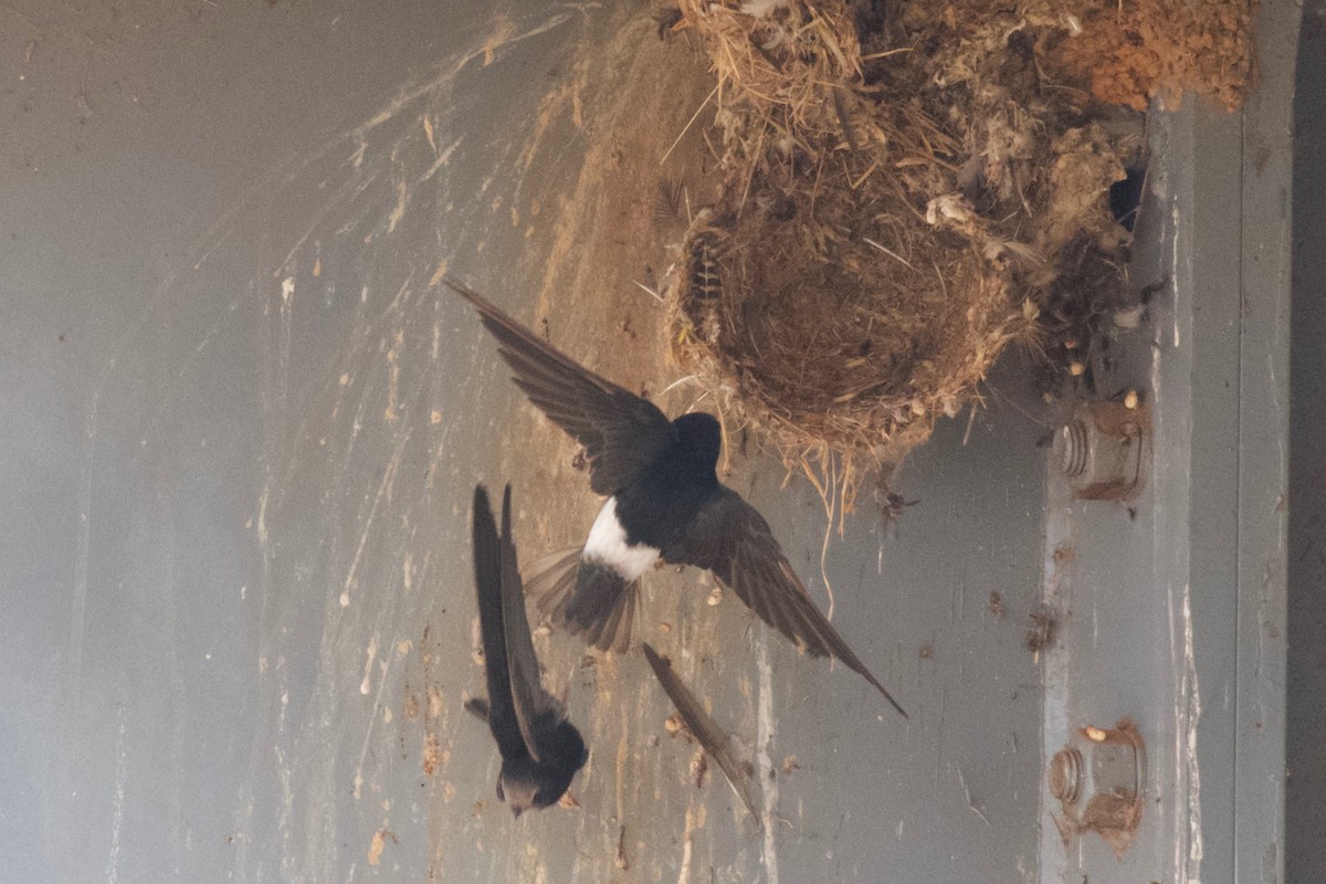 Little Swift - ML642076171
