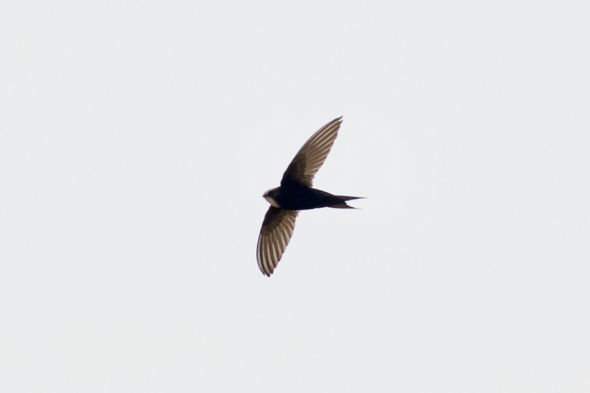 White-rumped Swift - ML642076179