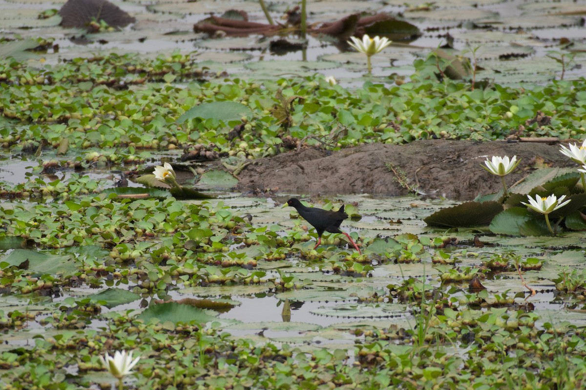 Black Crake - ML642076181