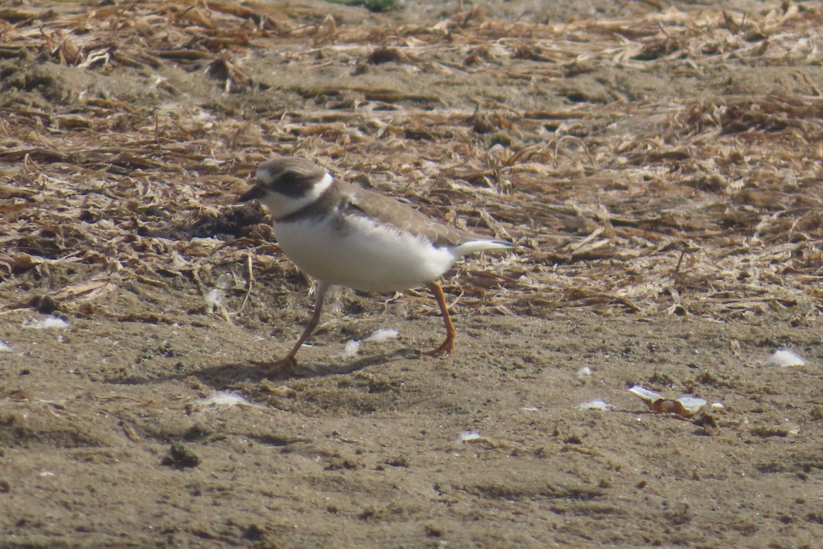 Semipalmated Plover - ML642076186