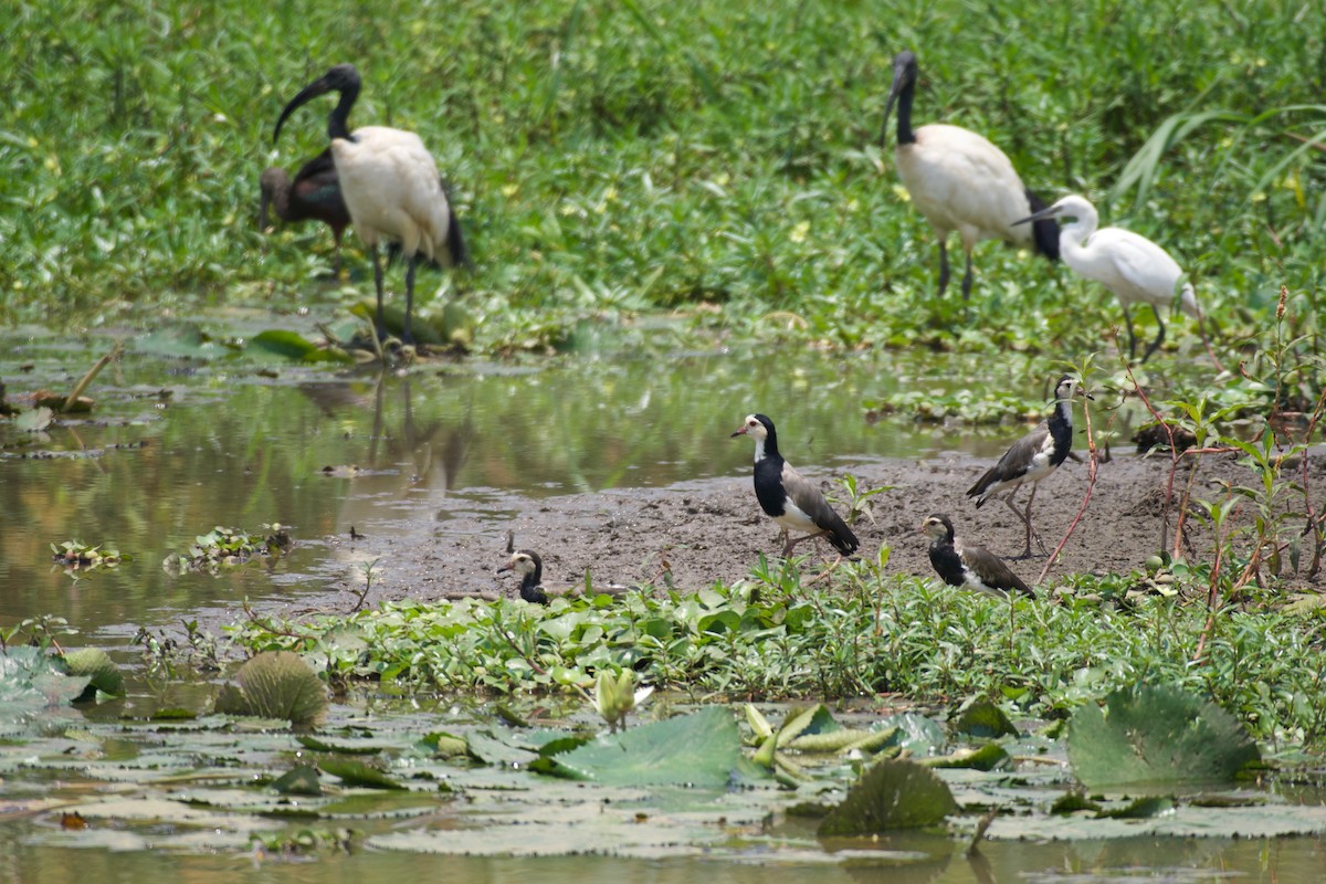 Long-toed Lapwing - ML642076189