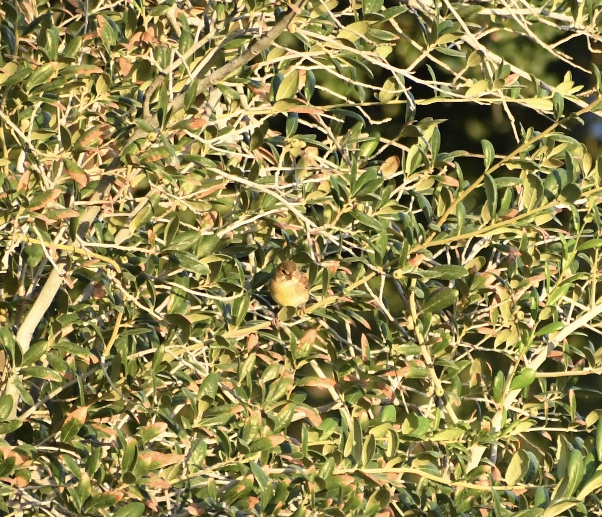 Dickcissel - ML642076195