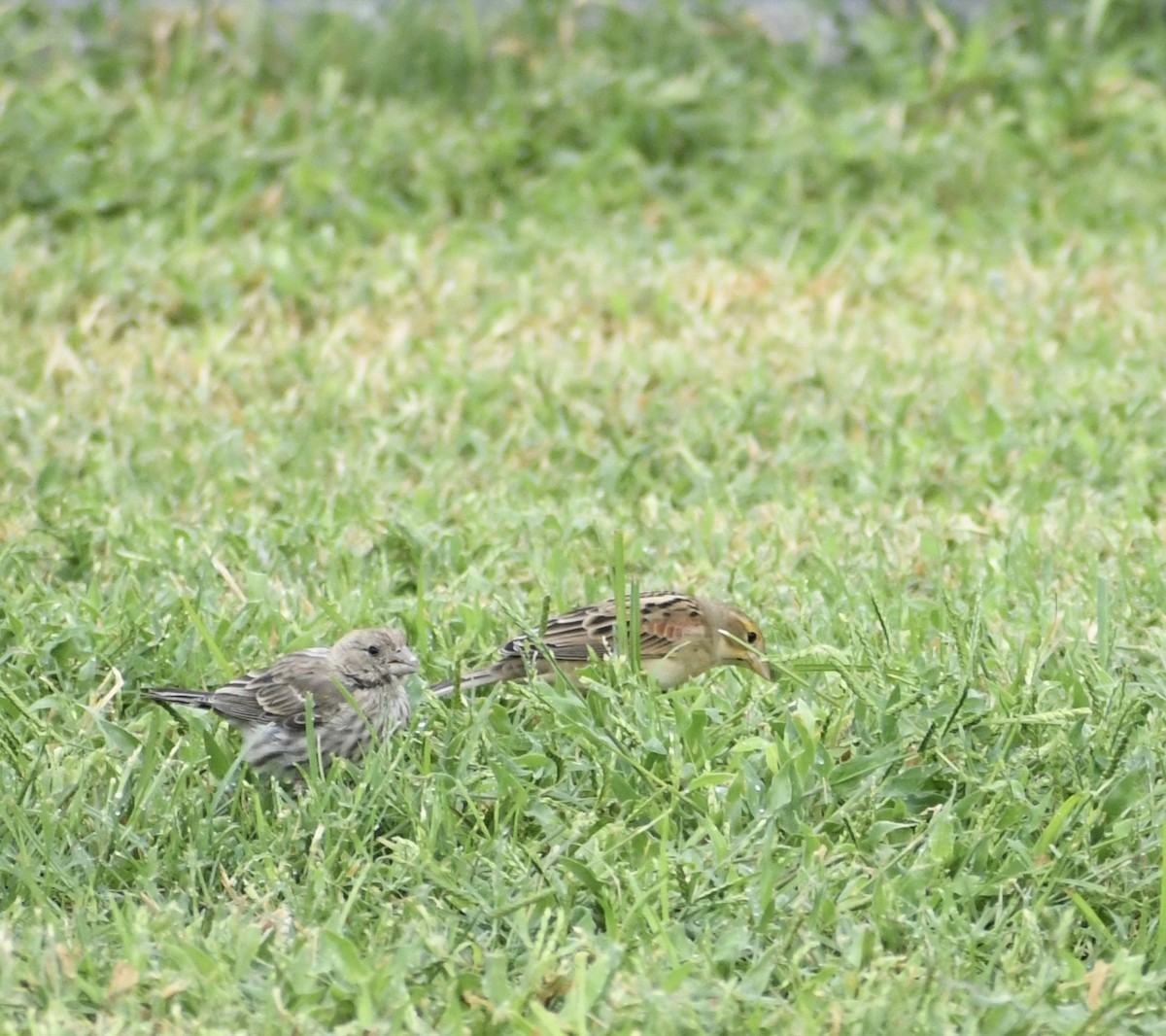 Dickcissel - ML642076196