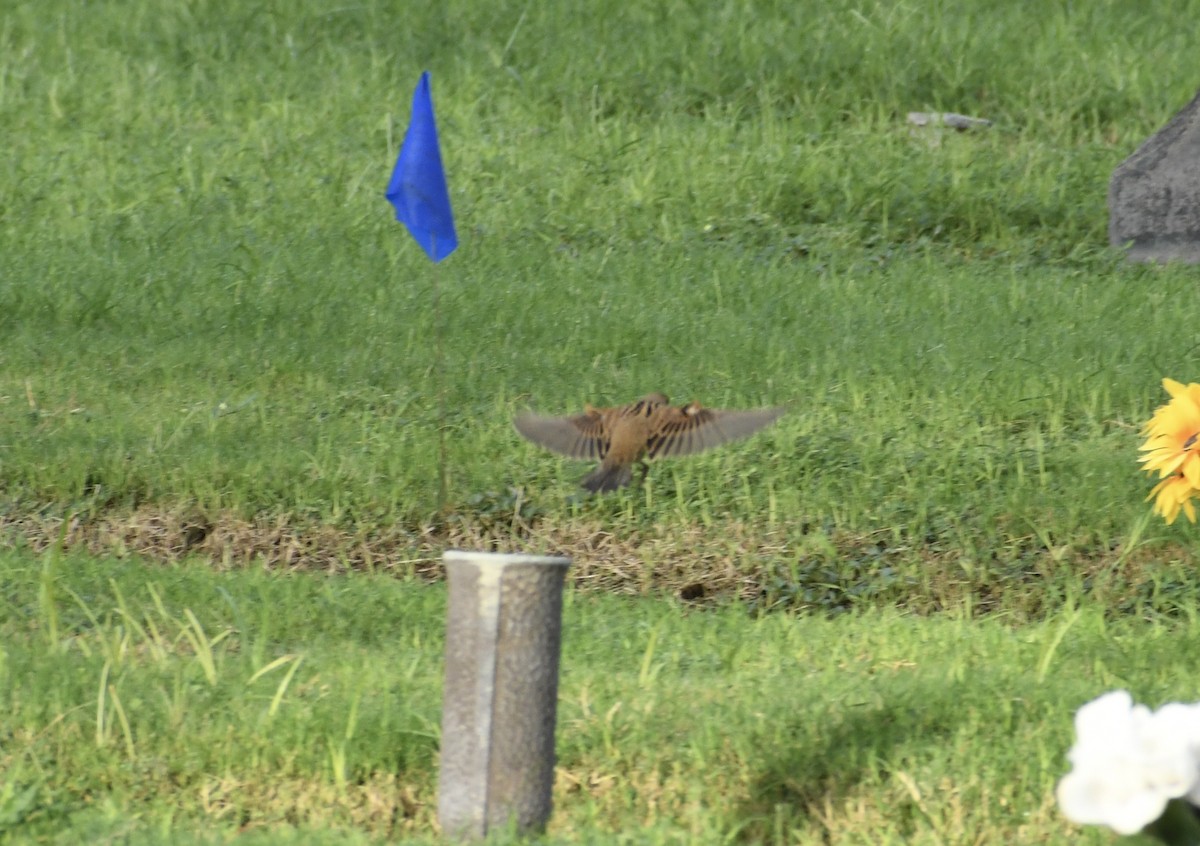Dickcissel - ML642076198