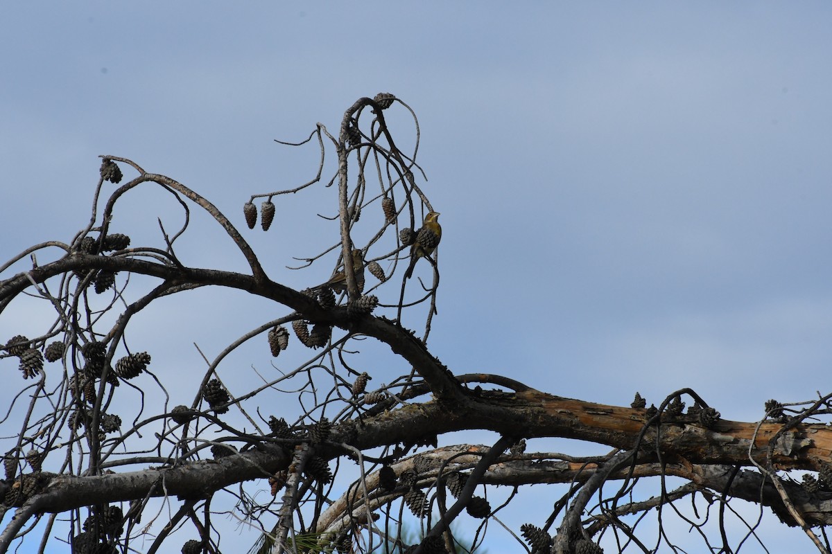 Dickcissel - ML642076199
