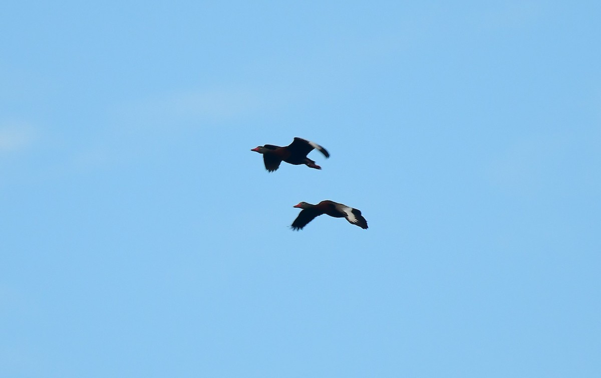 Black-bellied Whistling-Duck - ML642076204