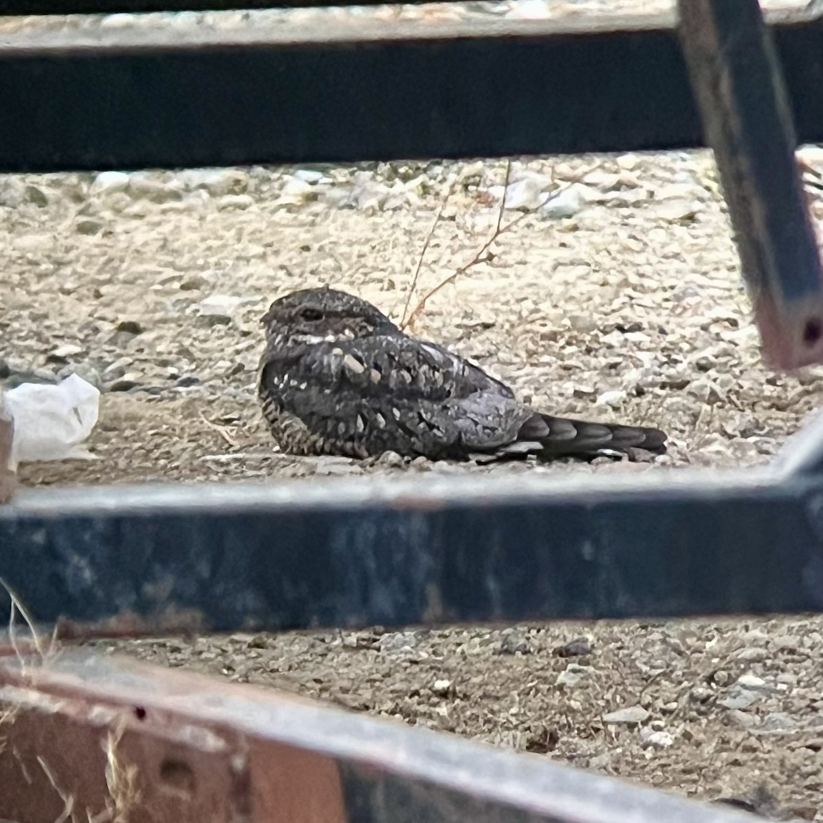 Lesser Nighthawk - ML642076219