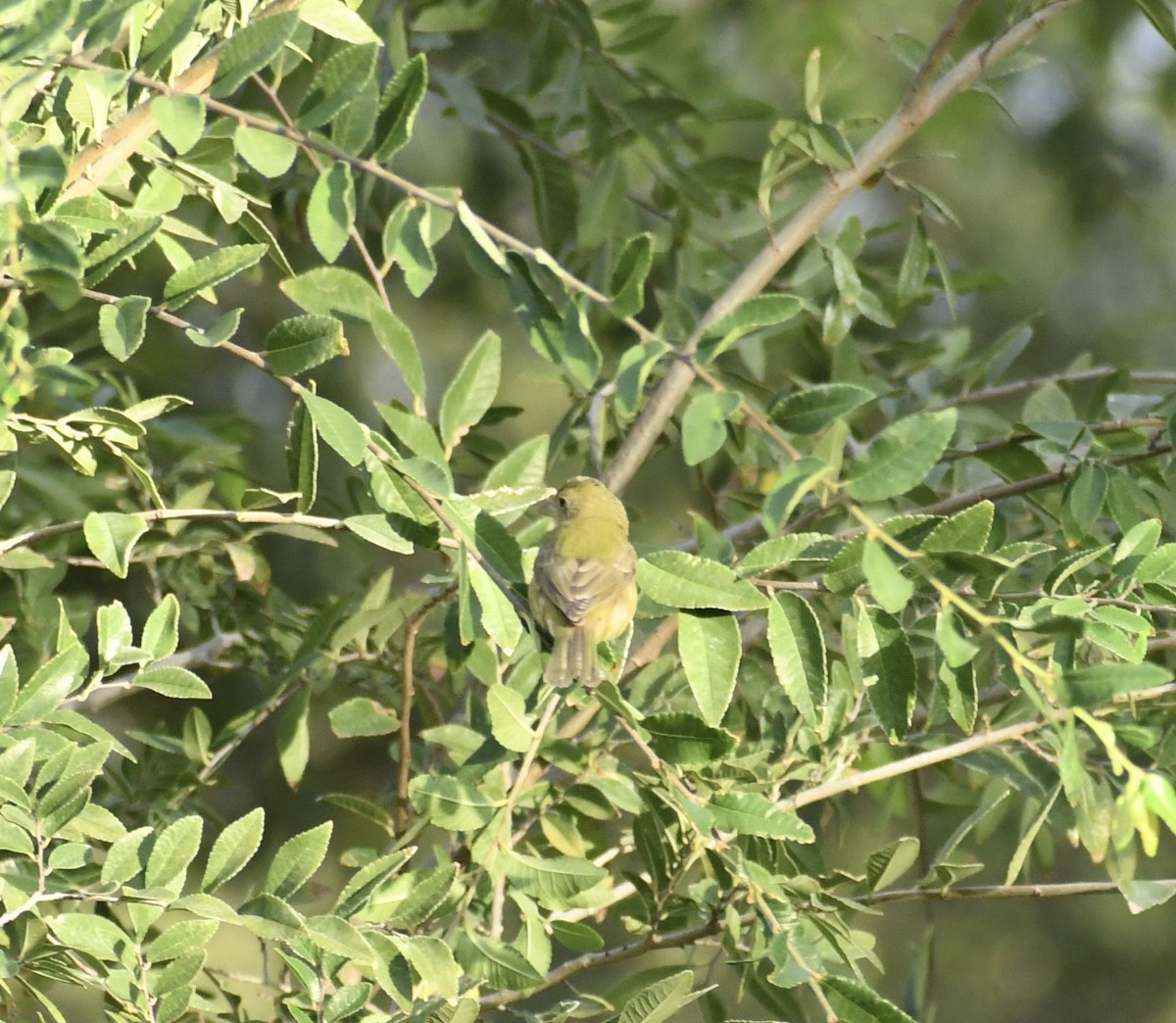 Painted Bunting - ML642076220