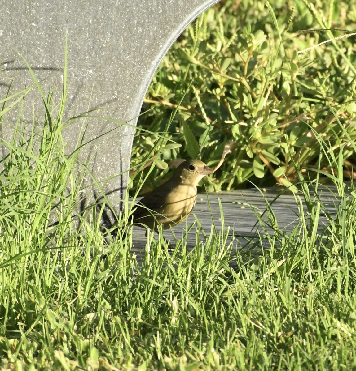 Painted Bunting - ML642076221