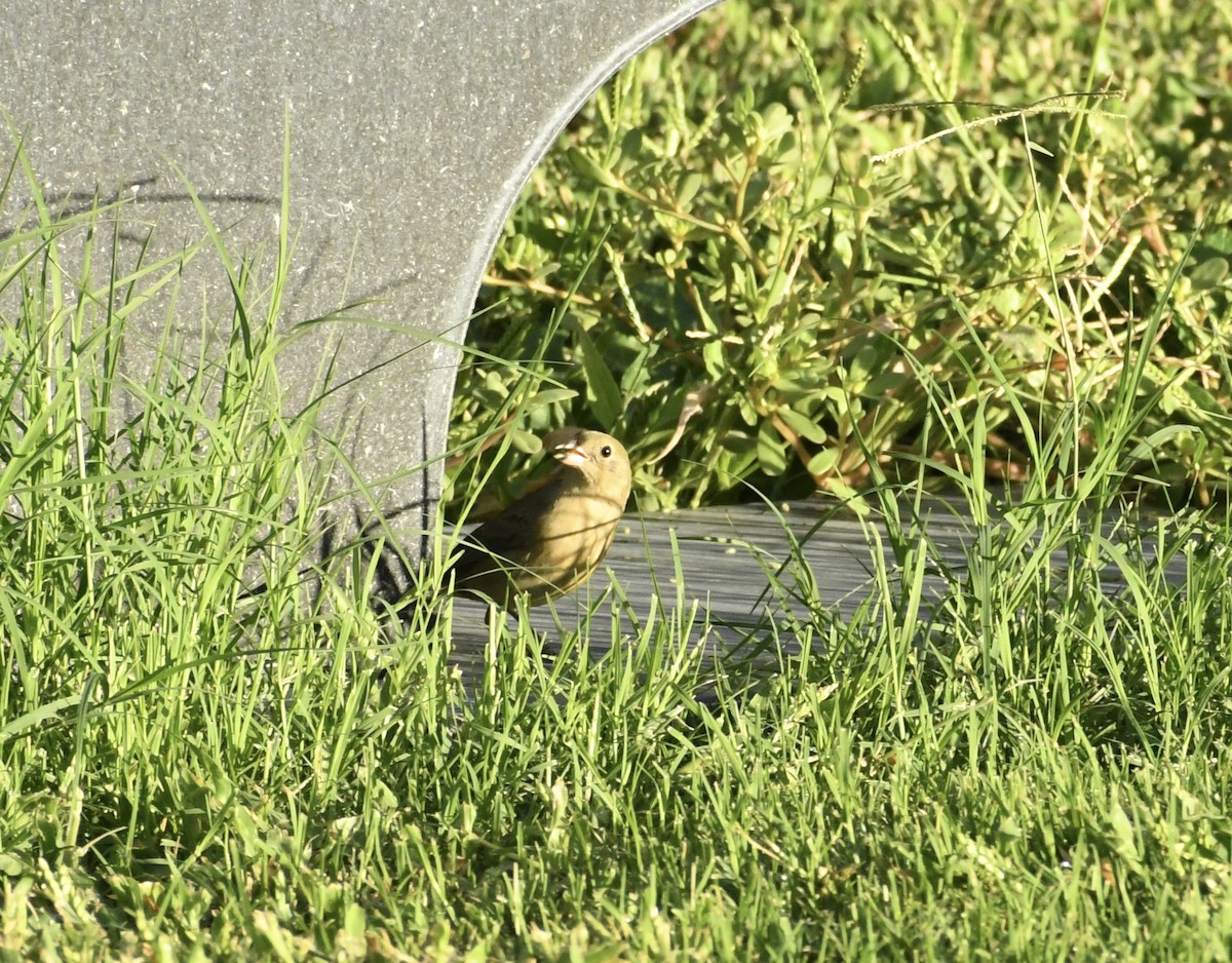 Painted Bunting - ML642076222