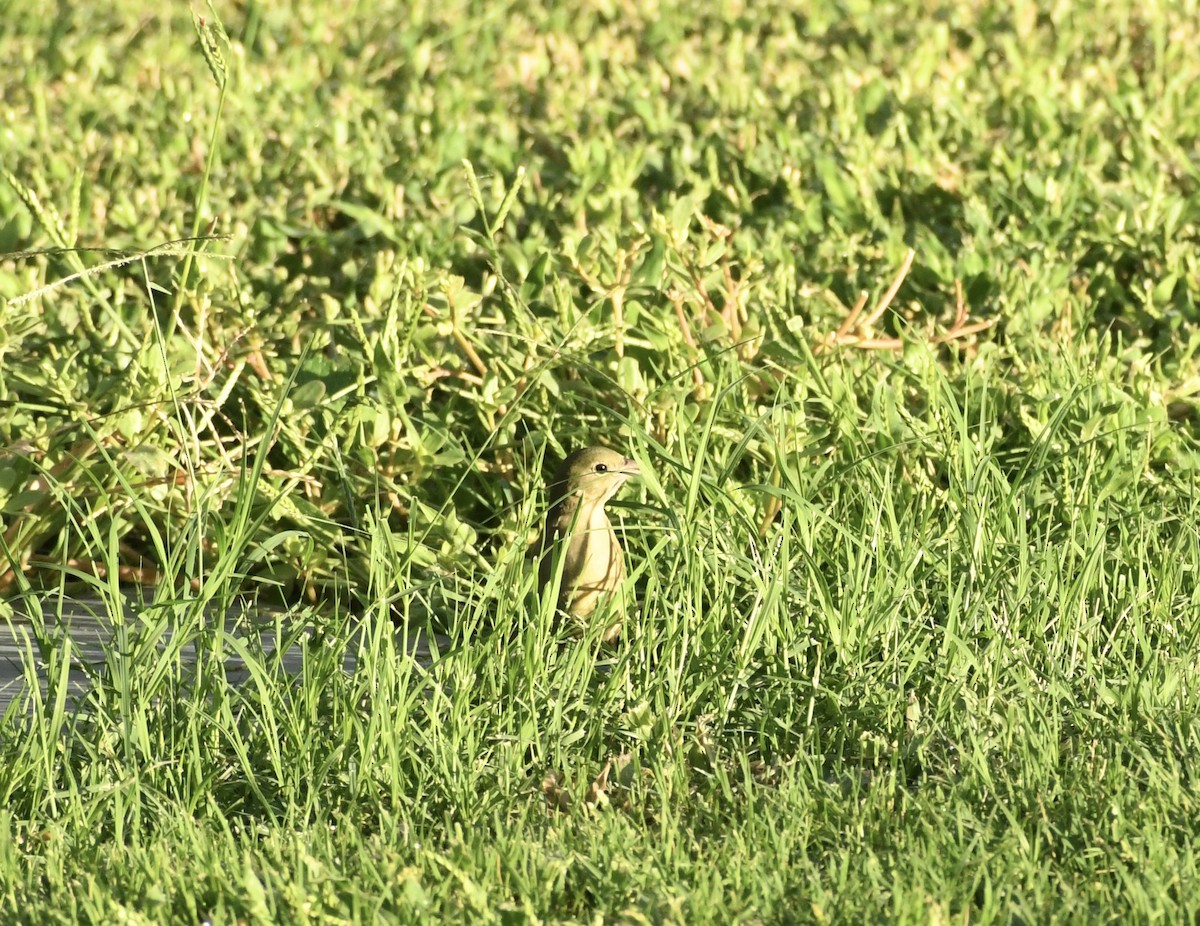 Painted Bunting - ML642076223