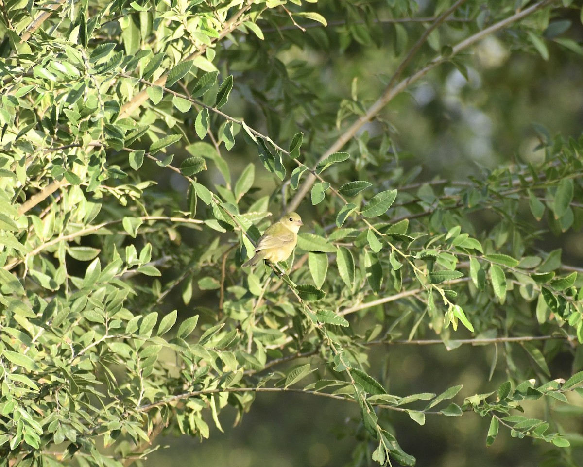 Painted Bunting - ML642076224