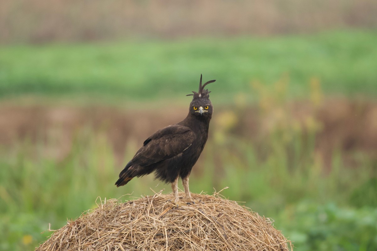 Long-crested Eagle - ML642076228