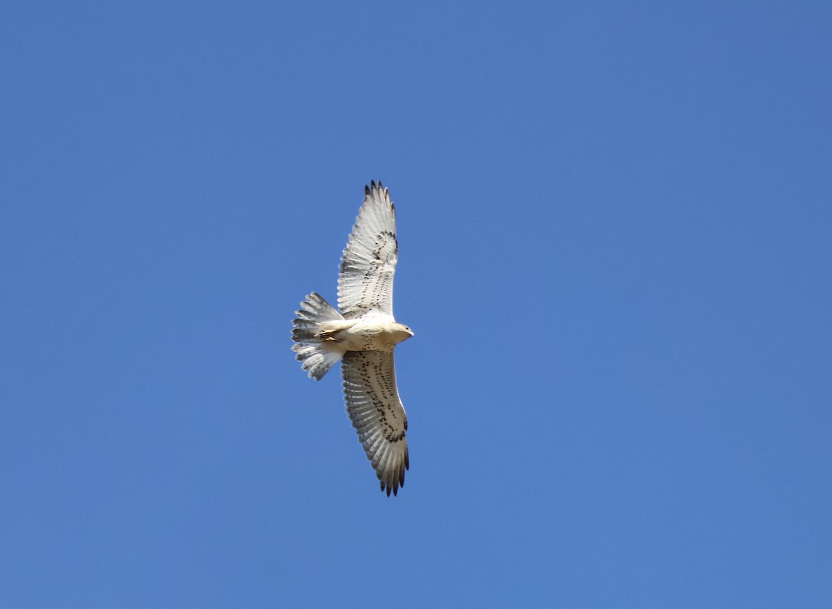 Ferruginous Hawk - ML642076231