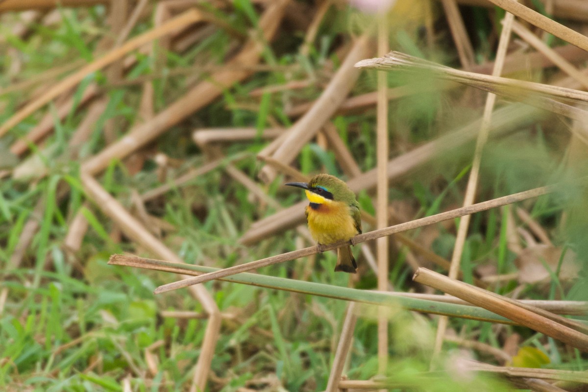 Little Bee-eater - ML642076234