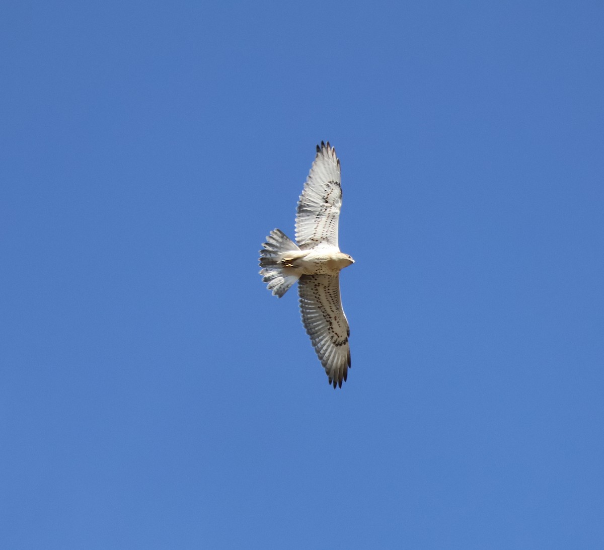 Ferruginous Hawk - ML642076239