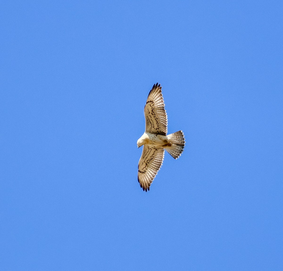 Ferruginous Hawk - ML642076240
