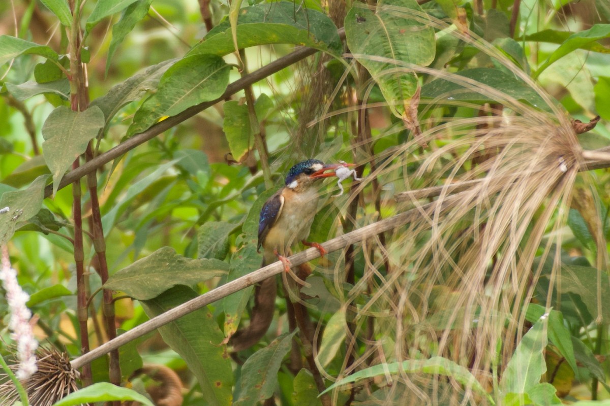Malachite Kingfisher - ML642076241