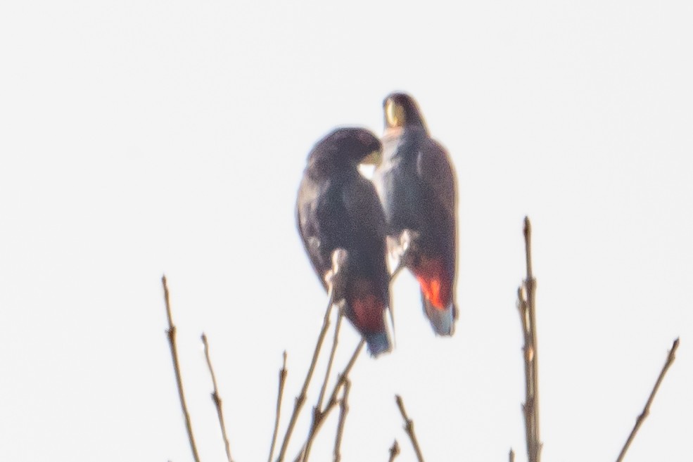 Bronze-winged Parrot - ML642076242