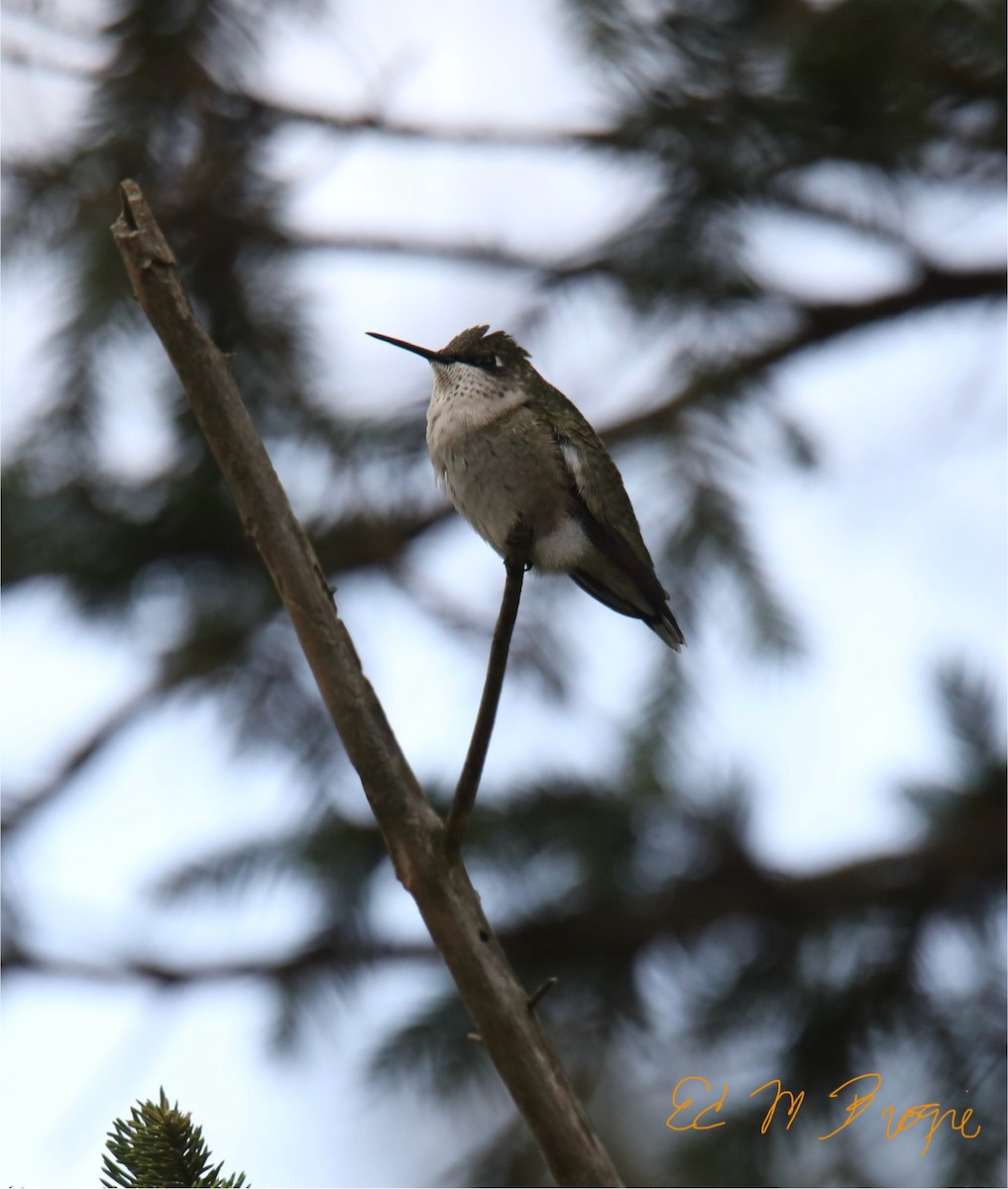 Ruby-throated Hummingbird - ML642076247