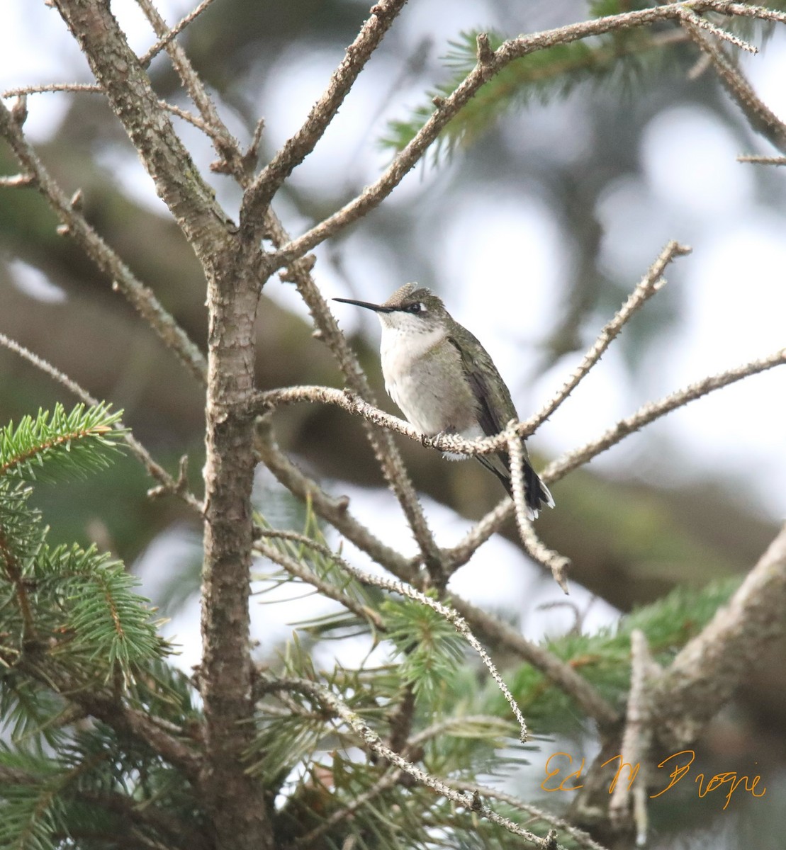 Ruby-throated Hummingbird - ML642076248