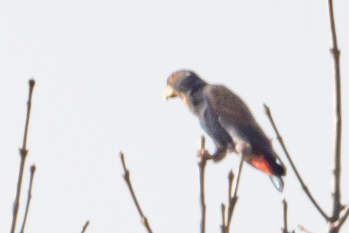 Bronze-winged Parrot - ML642076250