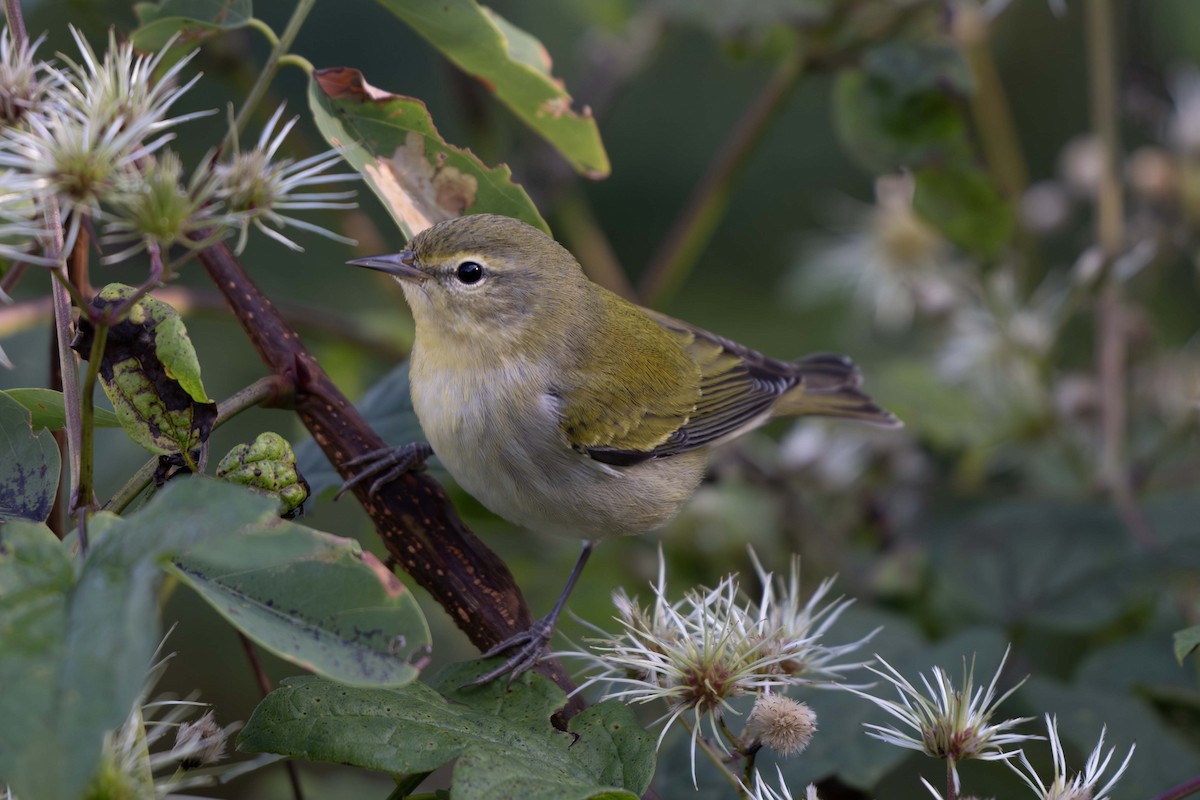 Tennessee Warbler - ML642076272