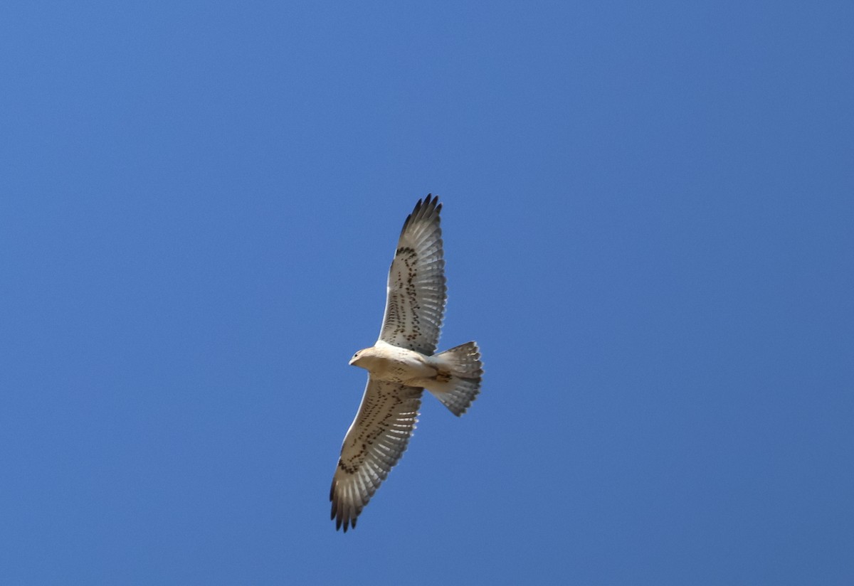 Ferruginous Hawk - ML642076273