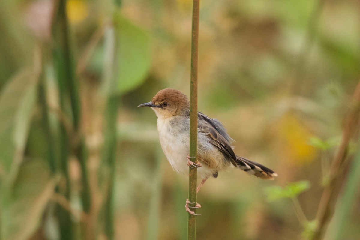 Carruthers's Cisticola - ML642076285