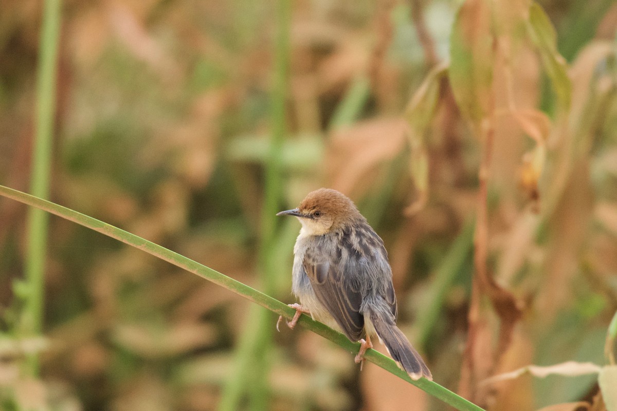 Carruthers's Cisticola - ML642076288