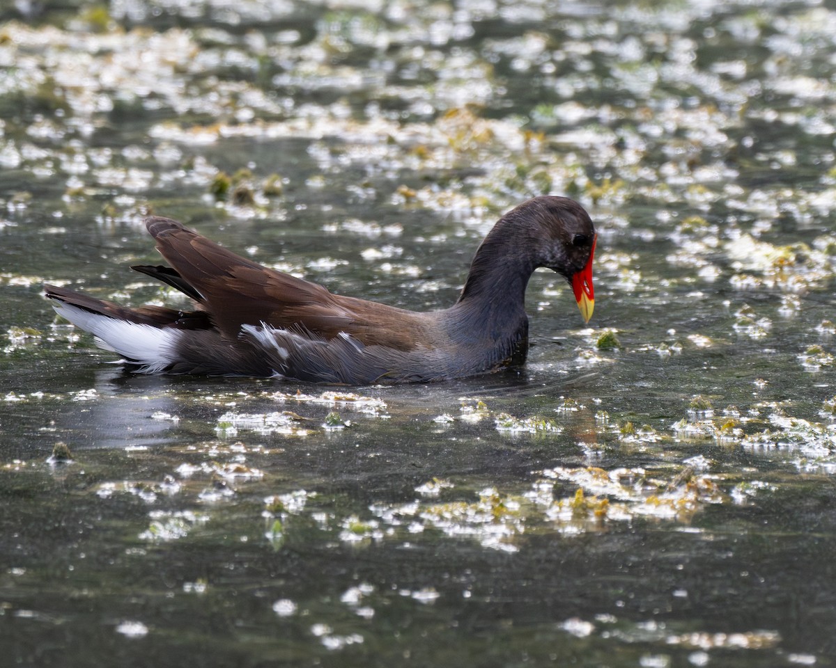 Common Gallinule - ML642076291