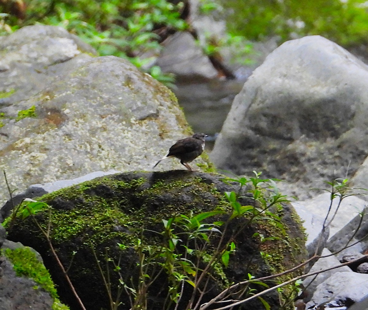 Buff-rumped Warbler - ML642076292