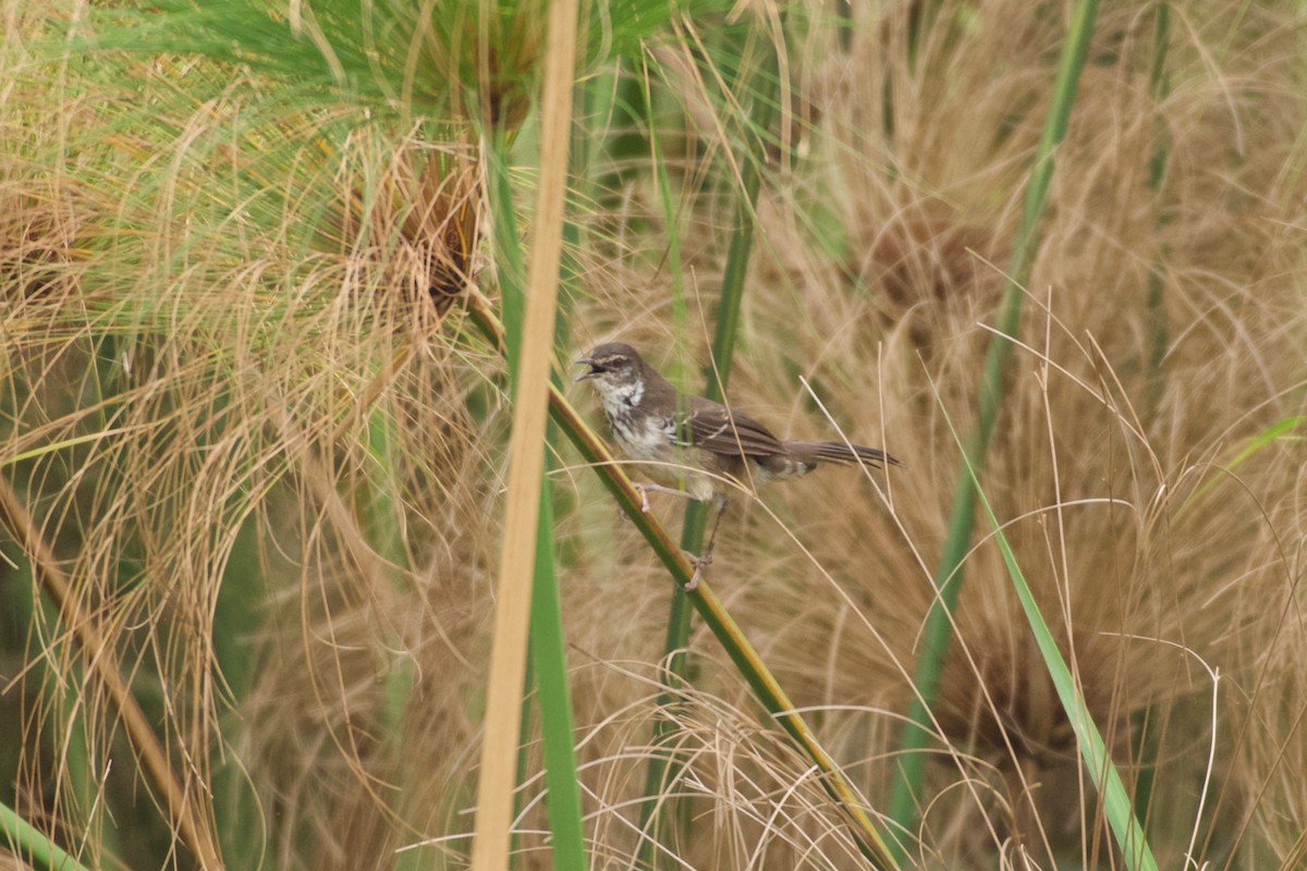 White-winged Swamp Warbler - ML642076302