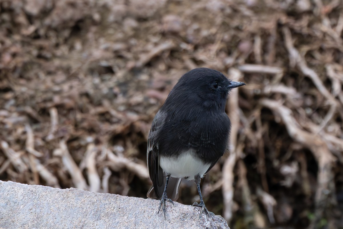 Black Phoebe - ML642076309
