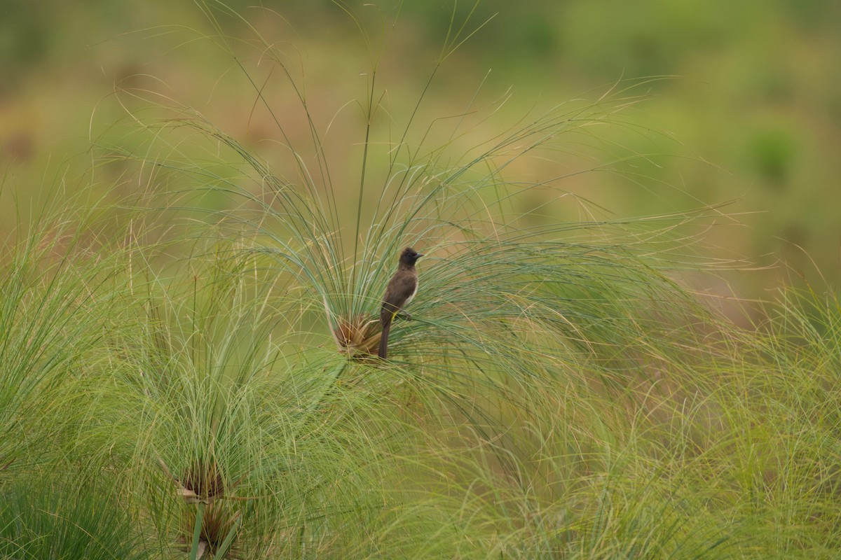 Common Bulbul - ML642076315
