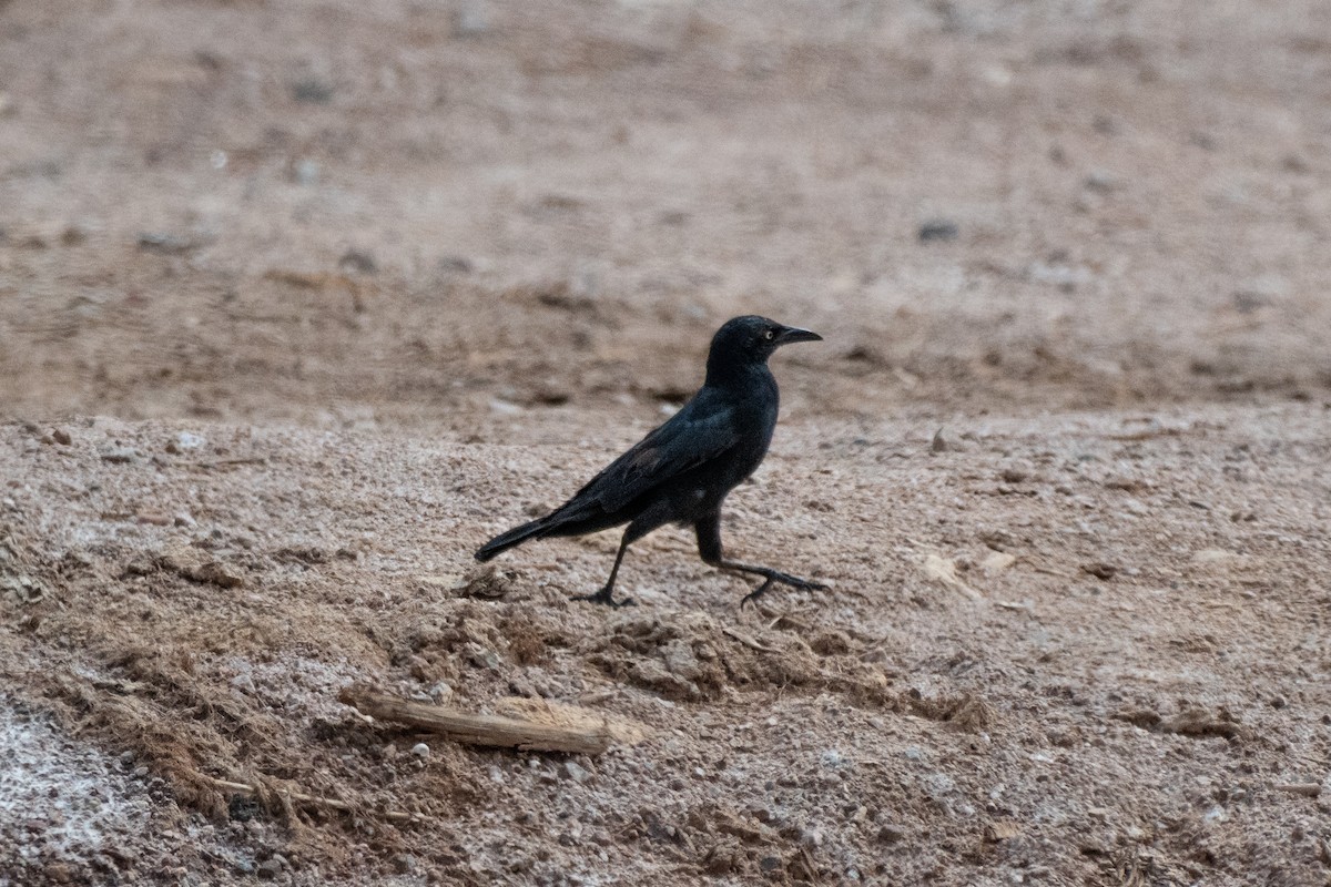 Great-tailed Grackle - ML642076319