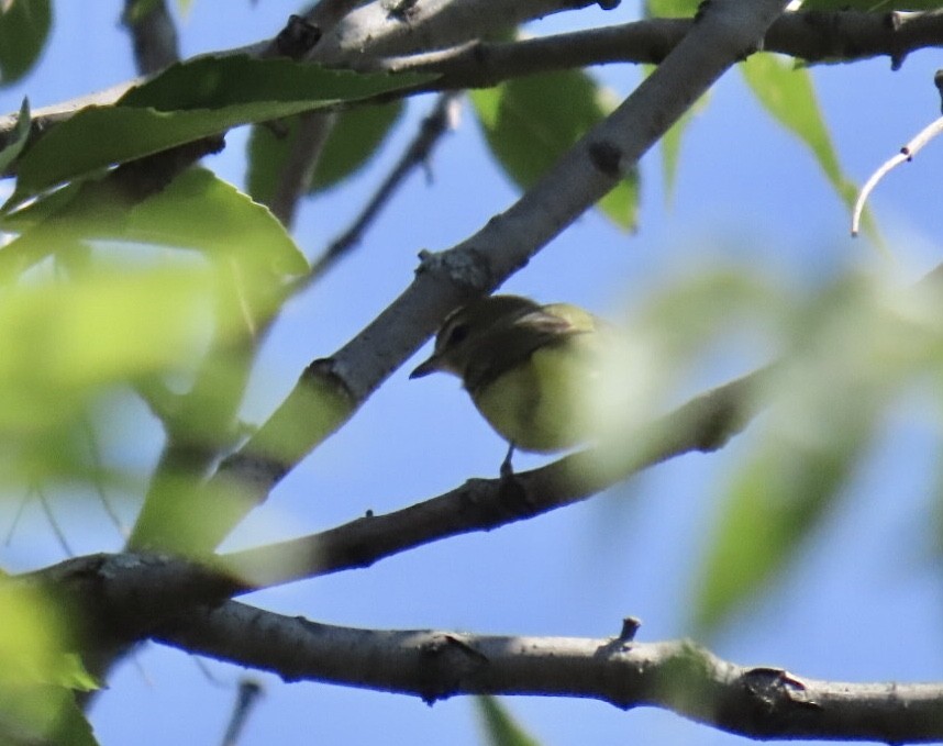 Philadelphia Vireo - ML642076321