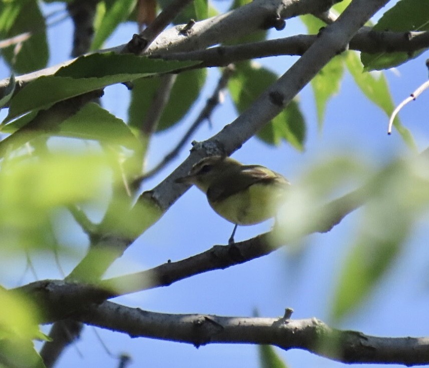 Philadelphia Vireo - ML642076322