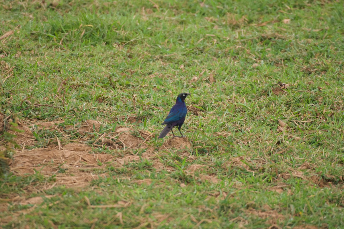 Rüppell's Starling - ML642076329
