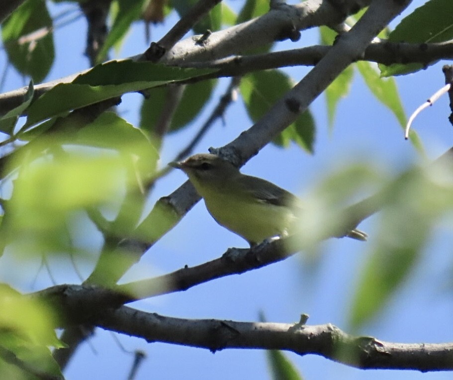 Philadelphia Vireo - ML642076332