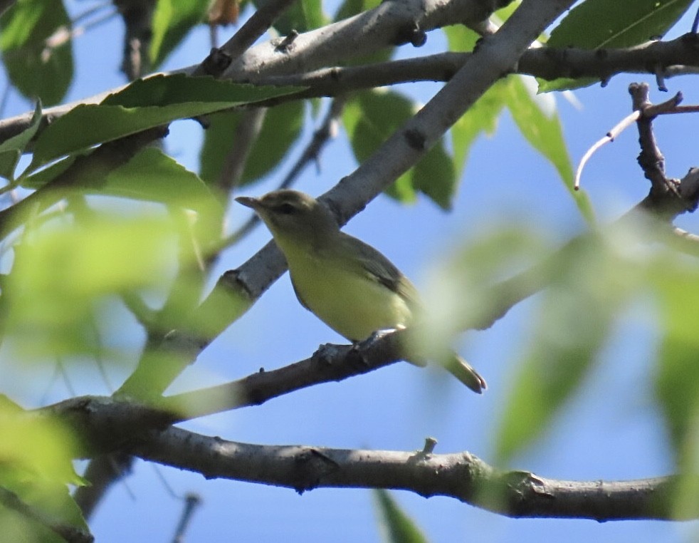 Philadelphia Vireo - ML642076333