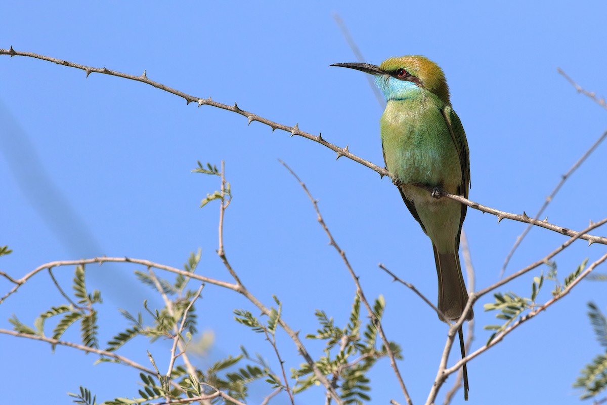 Abejaruco Esmeralda Oriental - ML642076339