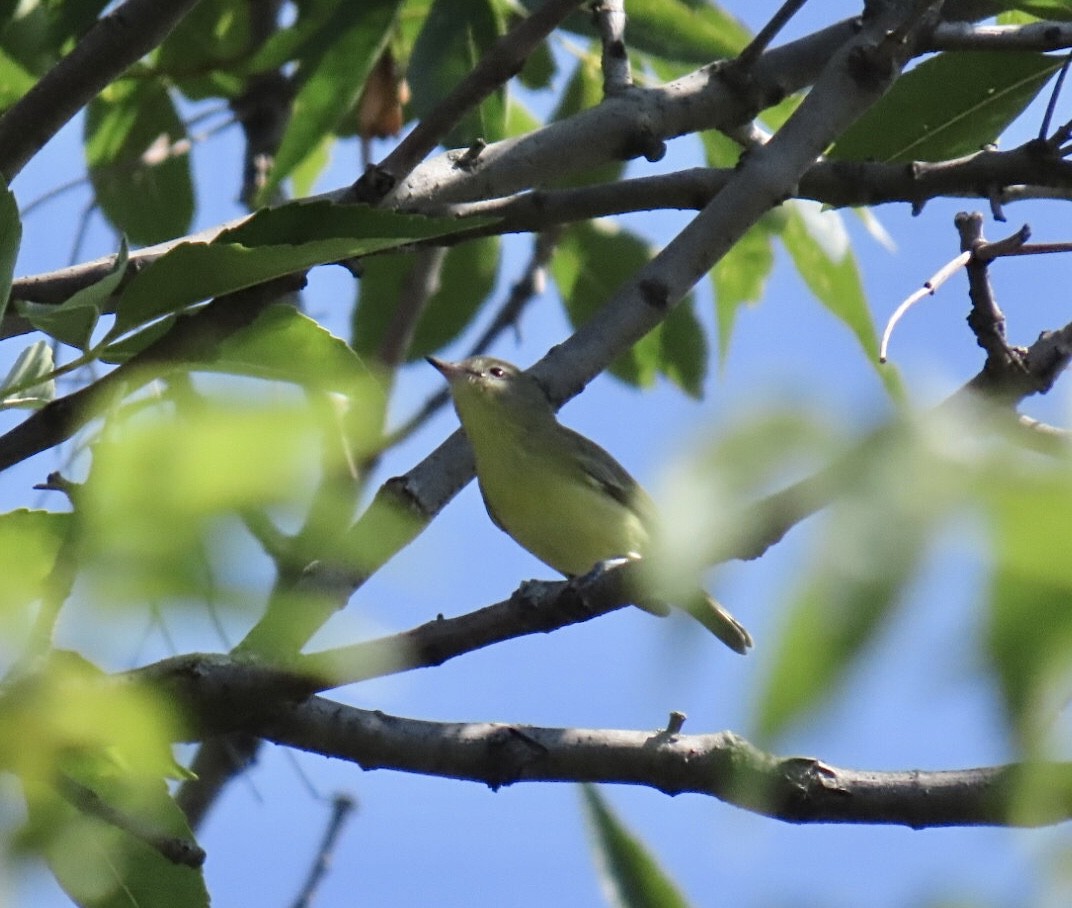 Philadelphia Vireo - ML642076340