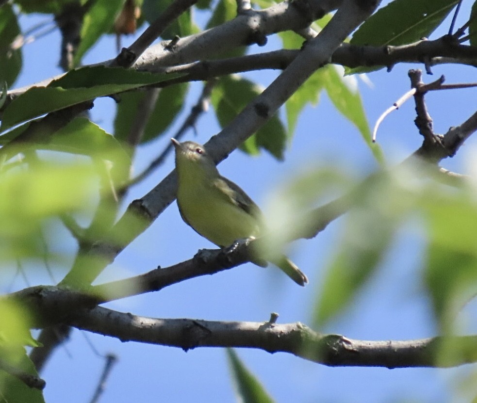 Philadelphia Vireo - ML642076341