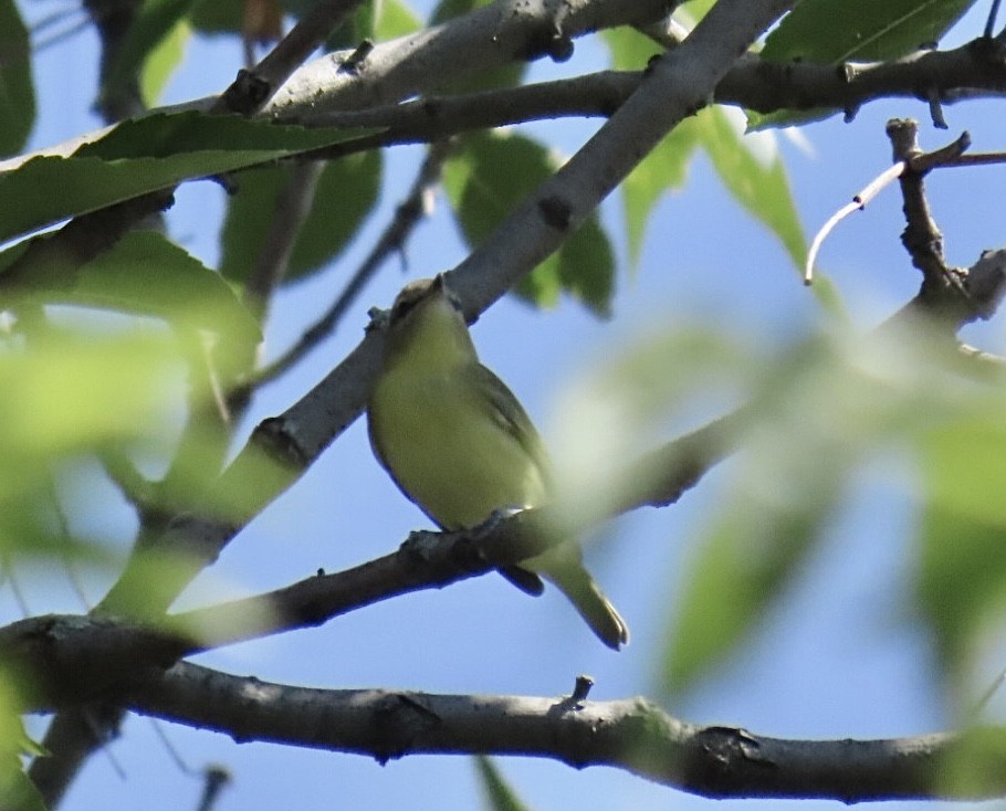 Philadelphia Vireo - ML642076342