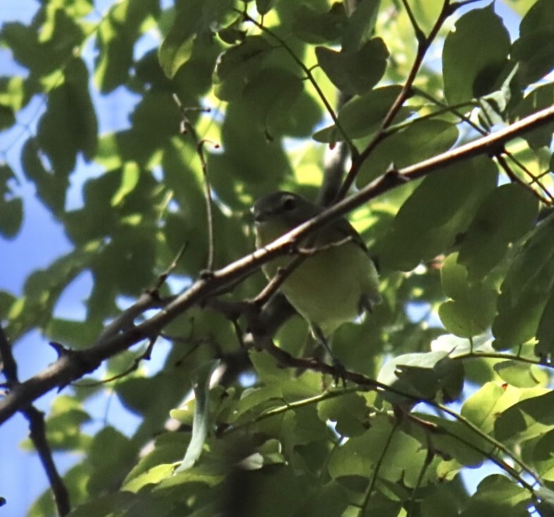 Philadelphia Vireo - ML642076348